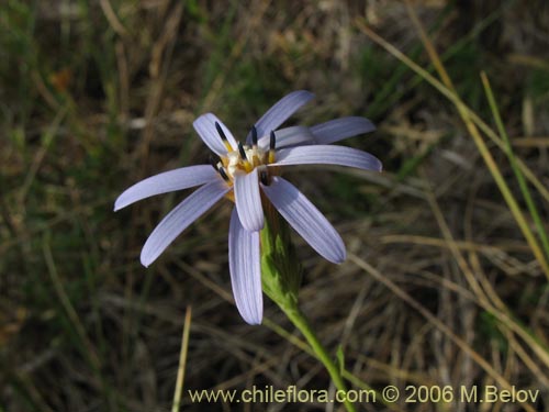 Bild von Perezia recurvata (Perezia)